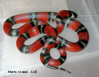 http://www.aaeweb.net/images/serpente21a.jpg